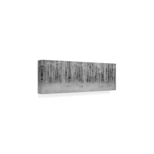 Dan Ballard 'Black And White Birch' Canvas Art,16x47